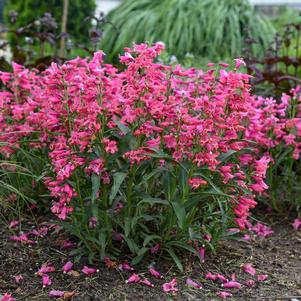 BEJEWELED™ PINK PEARLS BEARDTONGUE